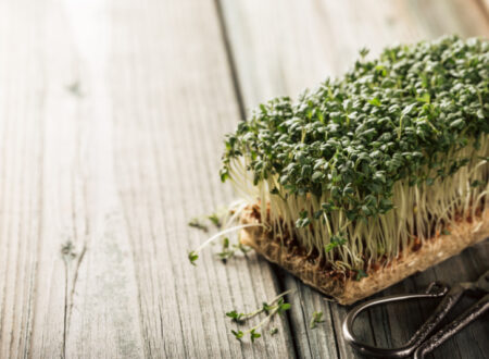 Broccoli sprouts plant on a carved wooden table