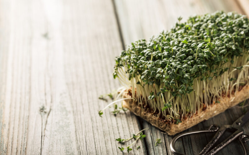 Broccoli sprouts plant on a carved wooden table