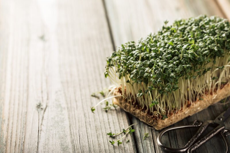 Broccoli sprouts plant on a carved wooden table